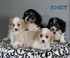 Cavachon Puppies For Sale