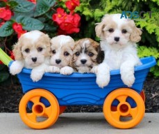 Cavachon Puppies For Sale