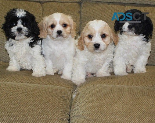 Cavachon Puppies For Sale