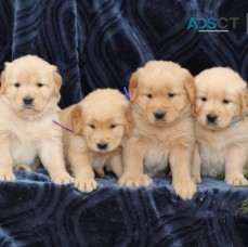 Golden Retriever Puppies For Sale