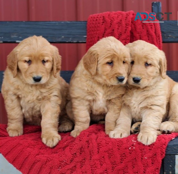 Golden Retriever Puppies For Sale