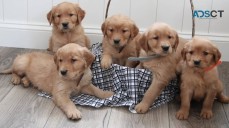 Golden Retriever Puppies For Sale