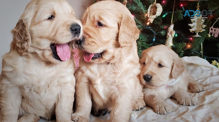 Golden Retriever Puppies For Sale