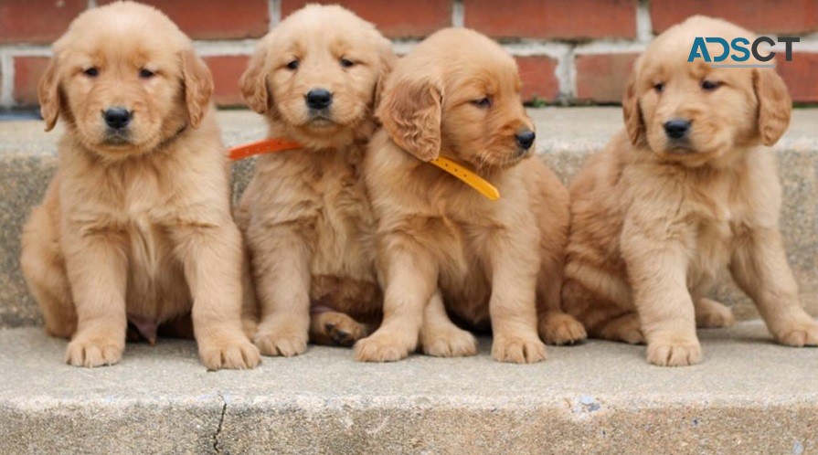 Golden Retriever Puppies For Sale