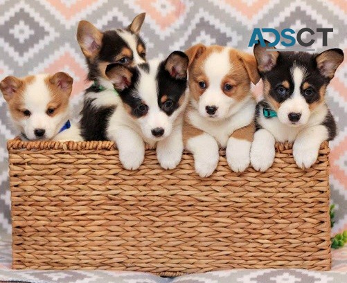 Pembroke Welsh Corgi Puppies For Sale