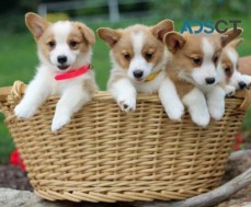 Pembroke Welsh Corgi Puppies For Sale