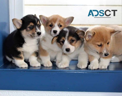 Pembroke Welsh Corgi Puppies For Sale