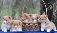 Pembroke Welsh Corgi Puppies For Sale