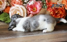 Dachshund Puppies For Sale