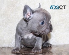 Blue French Bulldog Puppies For Sale