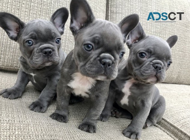 Blue French Bulldog Puppies For Sale