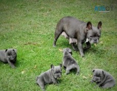 Blue French Bulldog Puppies For Sale