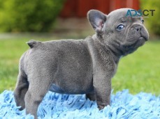 Blue French Bulldog Puppies For Sale