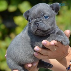 Blue French Bulldog Puppies For Sale