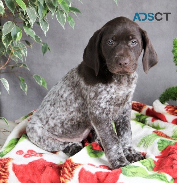 German Short-Haired Pointer Puppies