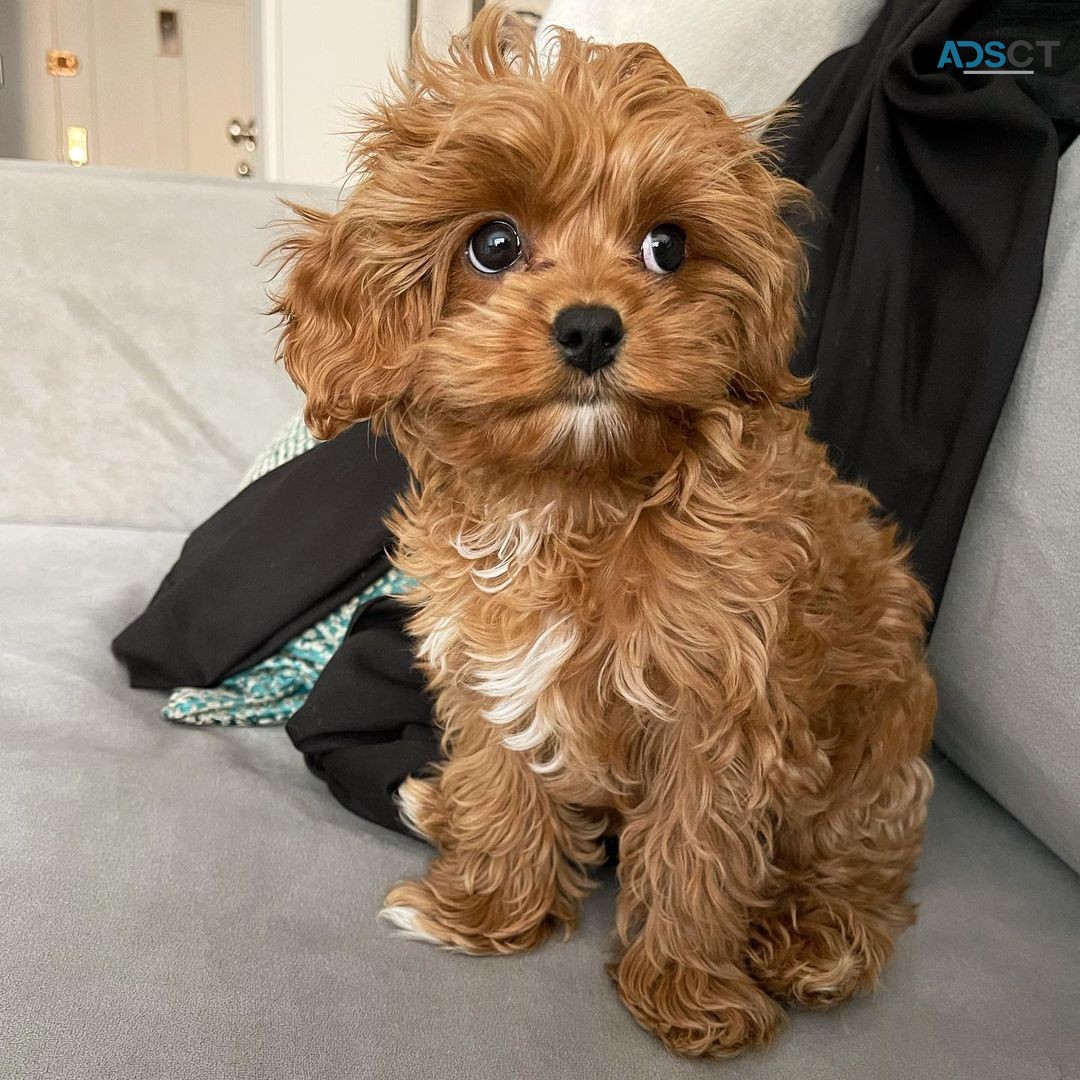 Coco The Cavapoo Puppy For Sale