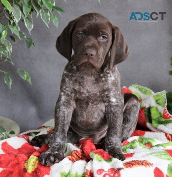 German Short-Haired Pointer Puppies