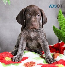 German Short-Haired Pointer Puppies