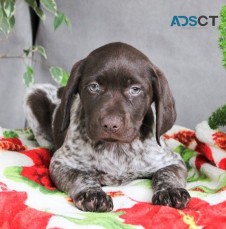 German Short-Haired Pointer Puppies