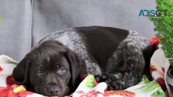 German Short-Haired Pointer Puppies