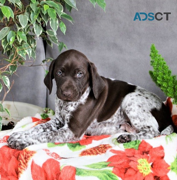 German Short-Haired Pointer Puppies