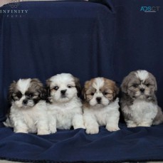 Shih Tzu Puppies For Sale