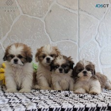 Shih Tzu Puppies For Sale