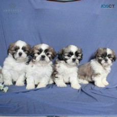 Shih Tzu Puppies For Sale