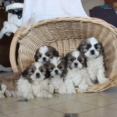 Shih Tzu Puppies For Sale