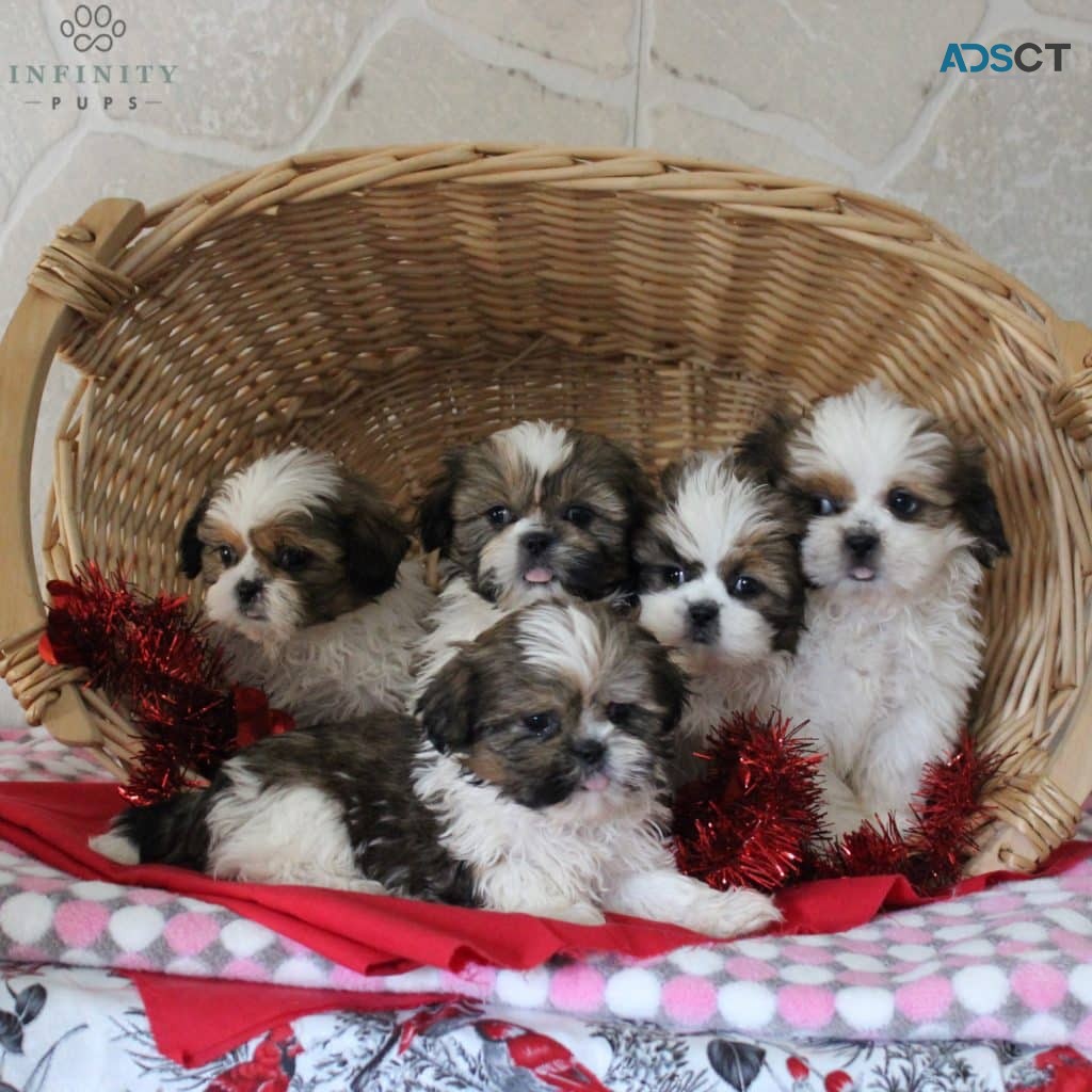 Shih Tzu Puppies For Sale