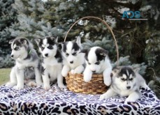 Siberian Husky Puppies For Sale