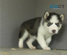 Siberian Husky Puppies For Sale