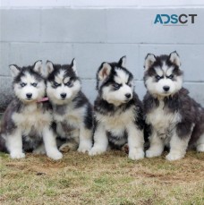 Siberian Husky Puppies For Sale