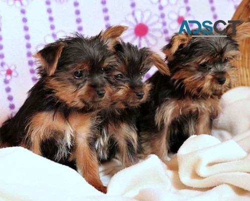 Teacup Yorkie Puppies For Sale