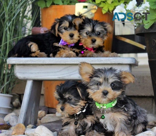 Teacup Yorkie Puppies For Sale