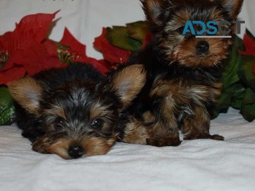 Teacup Yorkie Puppies For Sale