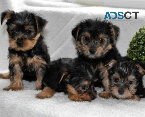 Teacup Yorkie Puppies For Sale