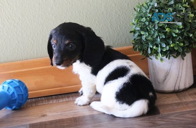 Adorable Dachshund Puppies For Sale