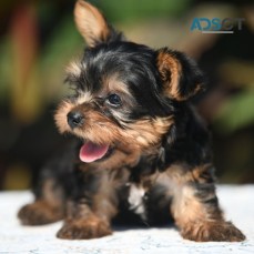 Adorable Teacup Yorkie Puppies For Sale