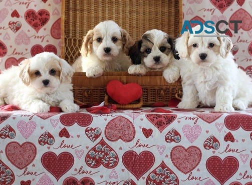 Cavachon Puppies For Sale