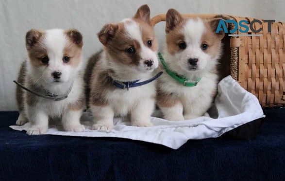 Pembroke Welsh Corgi Puppies For Sale