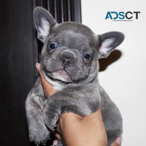 Blue French Bulldog Puppies For Sale