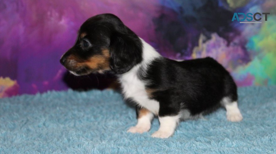 Dachshund Puppies For Sale