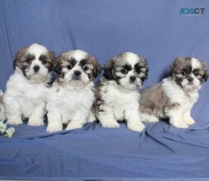 Shih Tzu Puppies For Sale