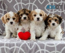 Cavachon Puppies For Sale