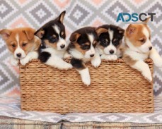 Corgi Puppies For Sale