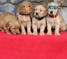 Golden Retriever Puppies For Sale