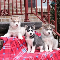 Siberian Husky Puppies For Sale