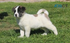 Akita Puppies For Sale