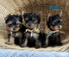 Adorable Yorkie Puppies For Sale